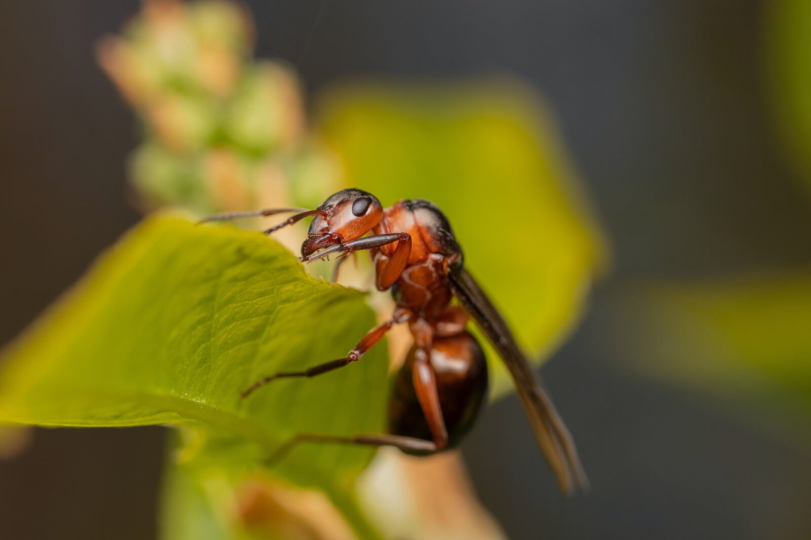 utilizing-mobile-apps-to-combat-crop-diseases